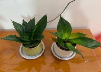 虎皮兰什么时候爆芽 虎皮兰爆芽旺季如何养护