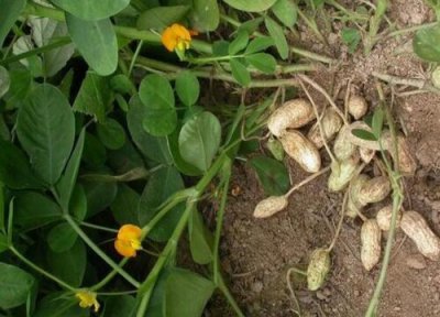 花生会开花吗 在什么季节开花