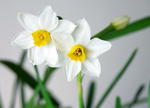 水仙花一年开几次花