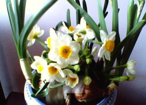 水仙花一年开几次花