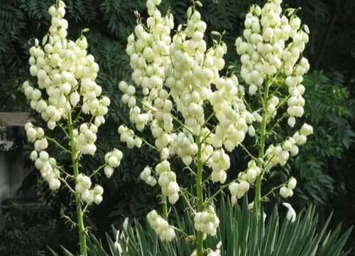 代表新生的花