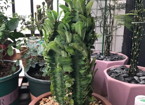 龙骨养在家里好不好