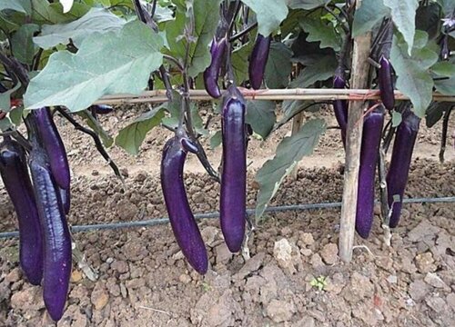 泡沫箱适合种什么蔬菜