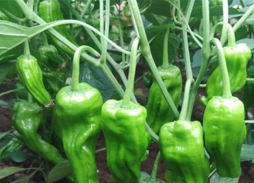 泡沫箱适合种什么蔬菜