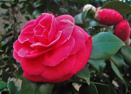 茶花催花时间和方法