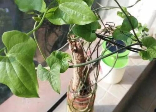 山药喜阴还是喜阳光的植物