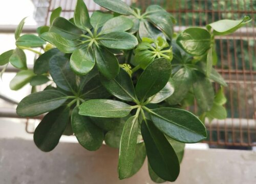 植物徒长了怎么办