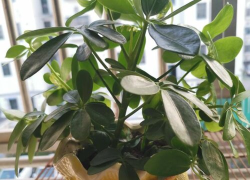 植物徒长了怎么办