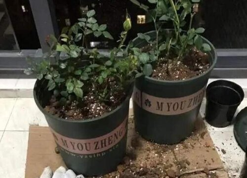 养护的花卉需要换盆的信号