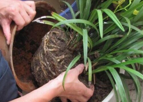 养护的花卉需要换盆的信号