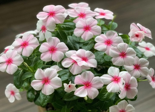 长春花怎么养护开花不断