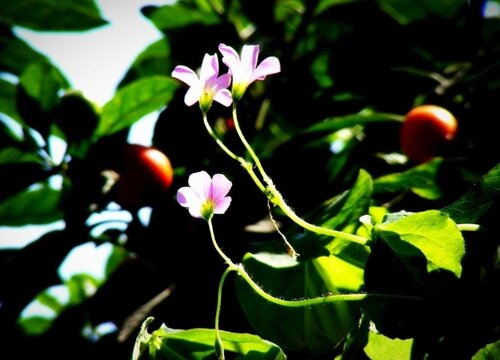桔子树会开花吗