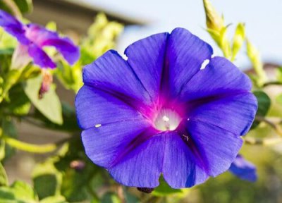 庭院种牵牛花好吗 庭院可以种牵牛花吗