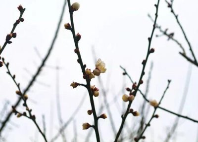 梅花什么时候剪枝最好 梅花剪枝时间及季节月份