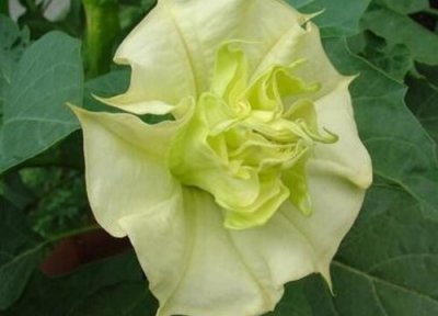 代表新生的花 代表新生的花草