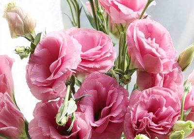 代表清冷的花 比较清冷的花