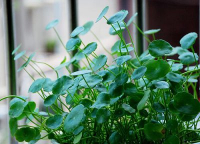 铜钱草好不好养活 铜钱草究竟有多好养