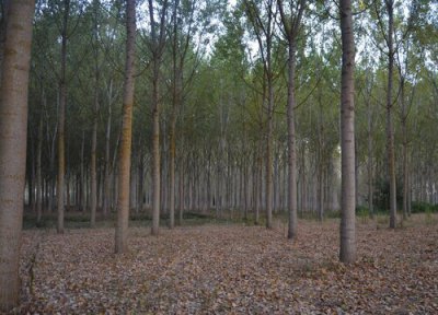 杨树是什么植物 杨树属于什么类植物