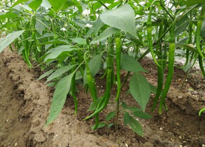 雨季好适合种什么蔬菜 北方雨水节气适合种什么蔬菜