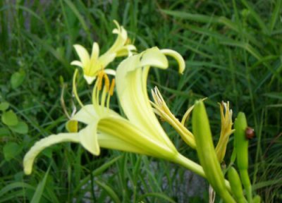 代表遗忘的花 象征着遗忘的花