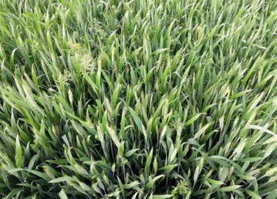 小麦含糖量 小麦含糖量高吗