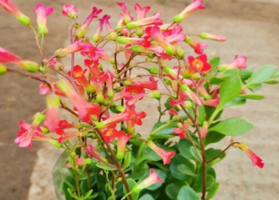 养花误区有 养花养不好一般都存在的三大通病