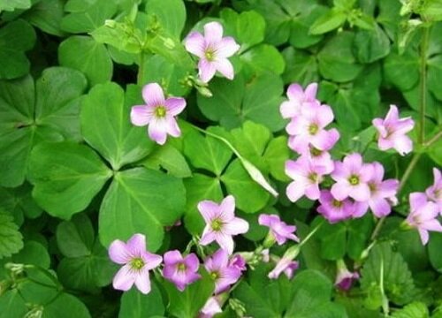 代表想念的花