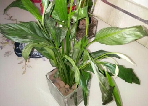 白掌花怎么留种子