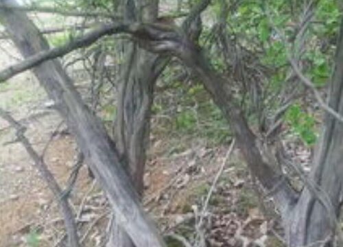 桑柘木是什么树