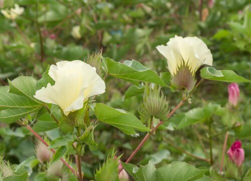 棉花有几种颜色