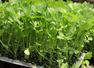 香菜喜阴还是喜阳 香菜喜阴还是喜阳光的植物