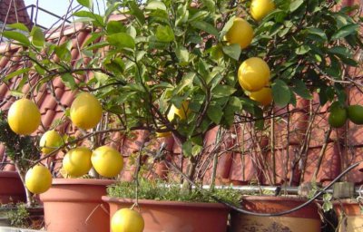 柠檬种植条件 柠檬的种植方法和管理
