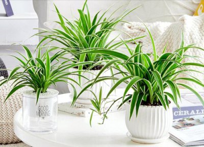 吊兰换盆后多久能缓过来 吊兰换盆后生长慢的原因和解决方法