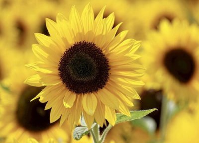 代表积极向上的花 寓意着积极向上的花