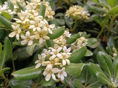 海桐树风水作用 海桐树的风水禁忌