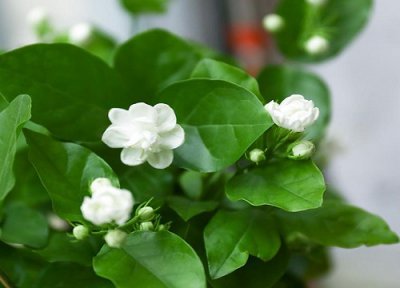 茉莉花养护要点 茉莉花春季养护技巧