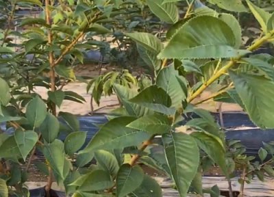 车厘子几月份种植 车厘子适合几月份种植