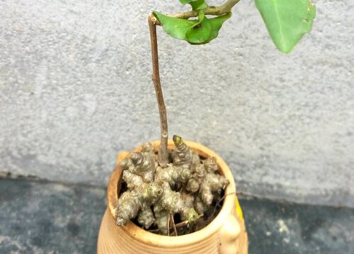 藤三七的功效与作用及食用方法