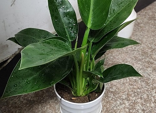 属兔养什么植物旺财运
