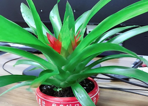 属兔养什么植物旺财运