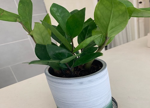 属兔养什么植物旺财运