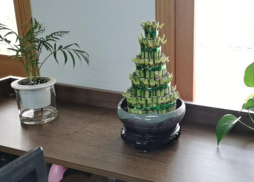 属兔养什么植物旺财运