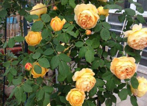 月季花什么颜色