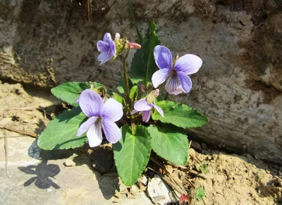 地丁的功效与作用 白花地丁的功效与作用