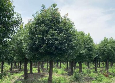 杭州的市树 杭州的市树是什么树