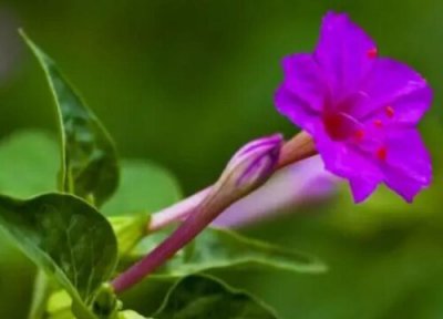 紫茉莉的养殖方法 紫茉莉的养殖方法和注意事项