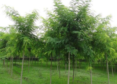 槐树生长周期 槐树的生长周期是多长时间