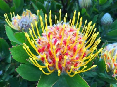 针垫花花语和寓意 针垫花的花语是什么意思