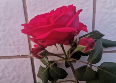 11朵红玫瑰的花语 11朵红玫瑰代表什么花语