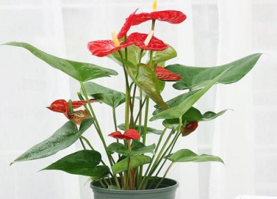 代表十月的花 十一月代表性的花